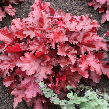 Heuchera Forever® 'Red' (118630)