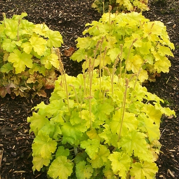 Heuchera 'Lemon Chiffon' (118632)