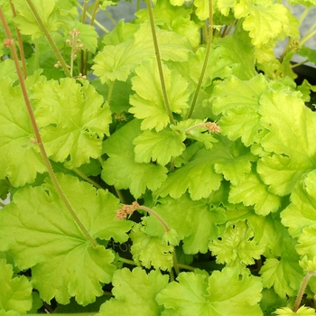 Heuchera 'Lemon Chiffon' (118634)