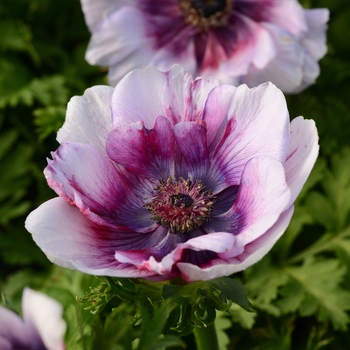 Anemone Frilly Knickers, Plants for Sale