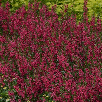 Angelonia angustifolia Archangel™ '' (118640)