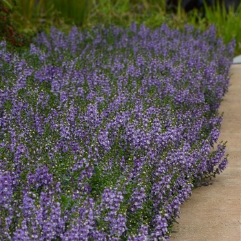 Angelonia angustifolia Serenita® 'Blue Sky' (118649)