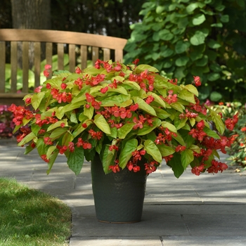 Begonia 'Canary Wings' (118660)