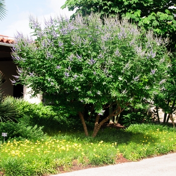 Vitex agnus-castus 'Shoal Creek' Chaste Tree from Garden Center Marketing