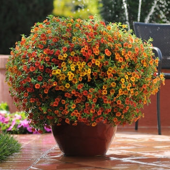 Calibrachoa 'Isabells Terracotta' (118717)