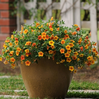 Calibrachoa 'Isabells Terracotta' (118718)