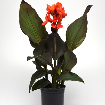 Canna x generalis Cannova® 'Bronze Orange' (118720)