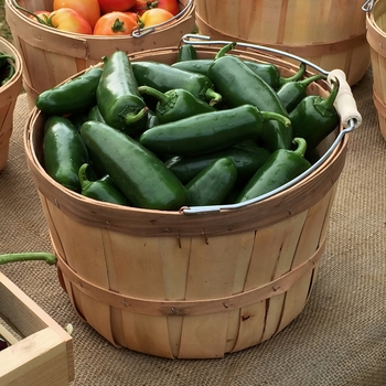 Capsicum annuum 'La Bomba II' (118730)