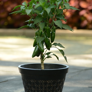 Capsicum annuum 'La Bomba II' (118731)