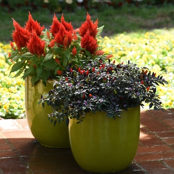 Capsicum annuum 'Midnight Fire' (118733)