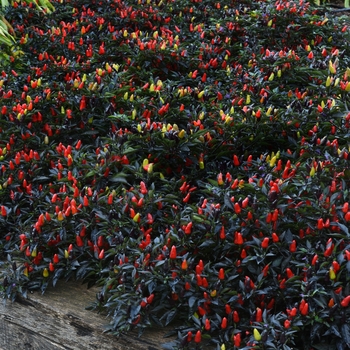 Capsicum annuum 'Midnight Fire' (118735)