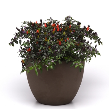 Capsicum annuum 'Midnight Fire' (118737)