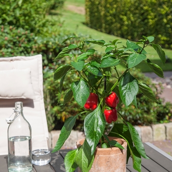 Capsicum annuum 'Red Bell' (118740)