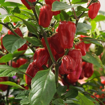 Capsicum annuum 'Sweet Heat' (118742)