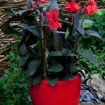 Canna x generalis Toucan® '' (118796)