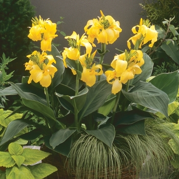 Canna x generalis Toucan® Yellow '' (118798)