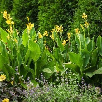 Canna x generalis Toucan® Yellow '' (118799)