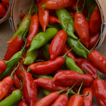 Capsicum baccatum 'Aji Rico' (119008)