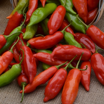 Capsicum baccatum 'Aji Rico' (119009)