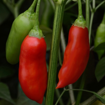 Capsicum baccatum 'Aji Rico' (119013)