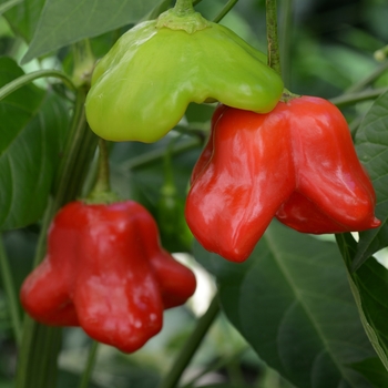 Capsicum baccatum 'Mad Hatter' (119017)