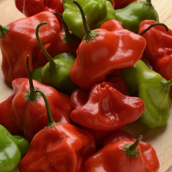 Capsicum baccatum 'Mad Hatter' (119019)