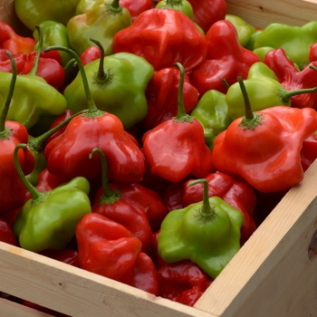 Capsicum baccatum 'Mad Hatter' (119020)