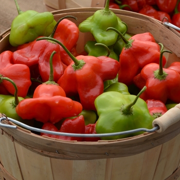 Capsicum baccatum 'Mad Hatter' (119021)