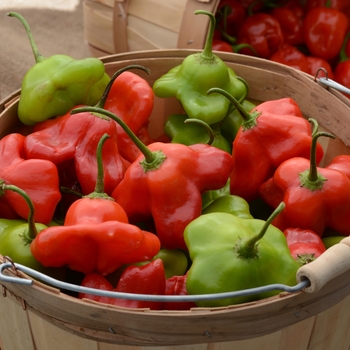 Capsicum baccatum 'Mad Hatter' (119022)