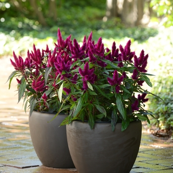 Celosia argentea 'Intenz Lipstick' (119027)