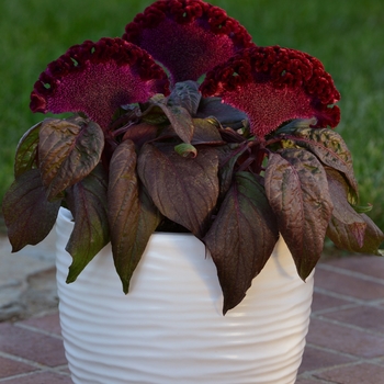 Celosia cristata 'Dracula' (119029)