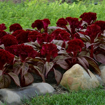 Celosia cristata 'Dracula' (119031)