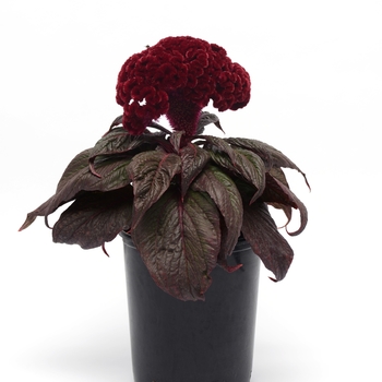 Celosia cristata 'Dracula' (119034)