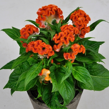 Celosia cristata 'Twisted Orange' (119035)