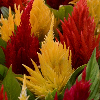 Celosia plumosa First Flame™ '' (119037)