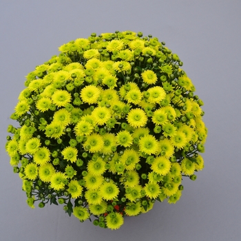 Chrysanthemum x morifolium 'Key Lime' (119050)