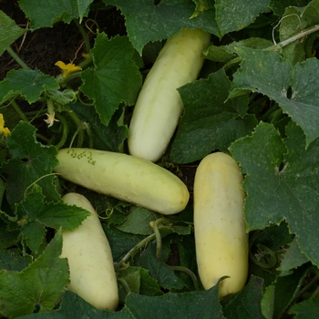 Cucumis sativus 'Martini' (119141)