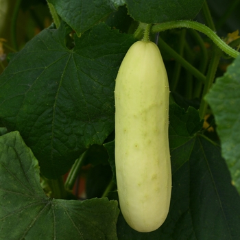 Cucumis sativus 'Martini' (119144)