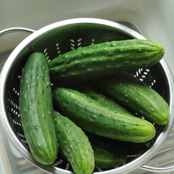 Cucumis sativus 'Patio Snacker' (119149)