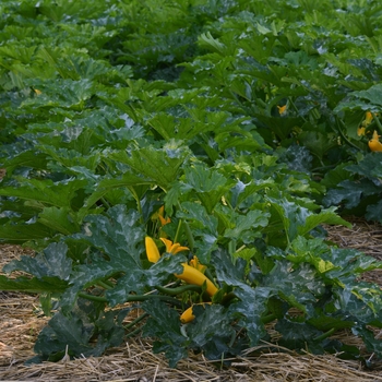 Cucurbita pepo Easy Pick 'Gold II' (119153)