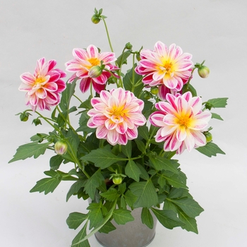 Dahlia Dalaya® 'Pink+Yellow Eye' (119205)