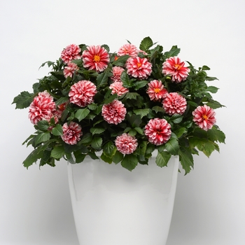 Dahlia Dalaya™ 'Red+White' (119207)