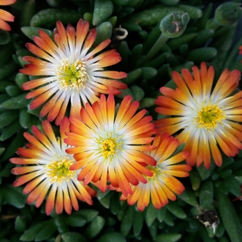 Delosperma Lido™ 'Orange+Eye' (119216)