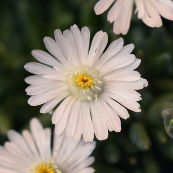 Delosperma Lido™ 'White' (119219)