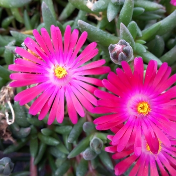 Delosperma Lido™ 'Magenta' (119220)