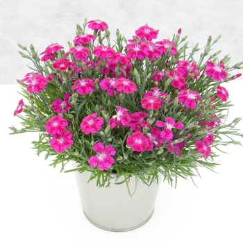 Dianthus Dianthalot™ 'Pink+Star' (119228)