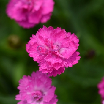 Dianthus Mountain Frost™ 'Silver Strike' (119237)