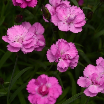 Dianthus Mountain Frost™ 'Silver Strike' (119238)