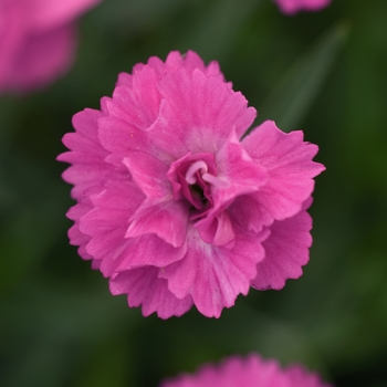 Dianthus Mountain Frost™ 'Silver Strike' (119240)