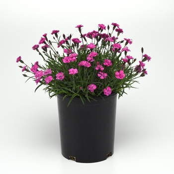 Dianthus Mountain Frost™ 'Silver Strike' (119242)